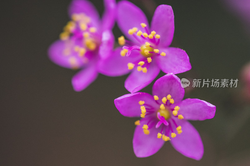 小野花微距特写