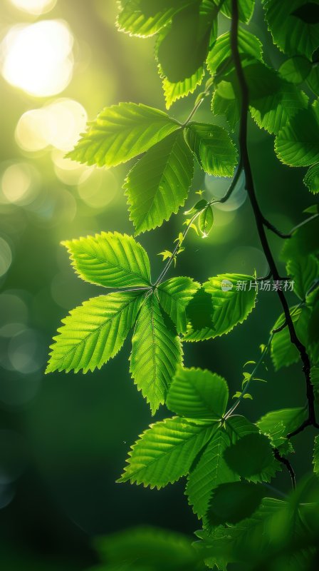 雨后阳光植物绿叶逆光树叶自然背景