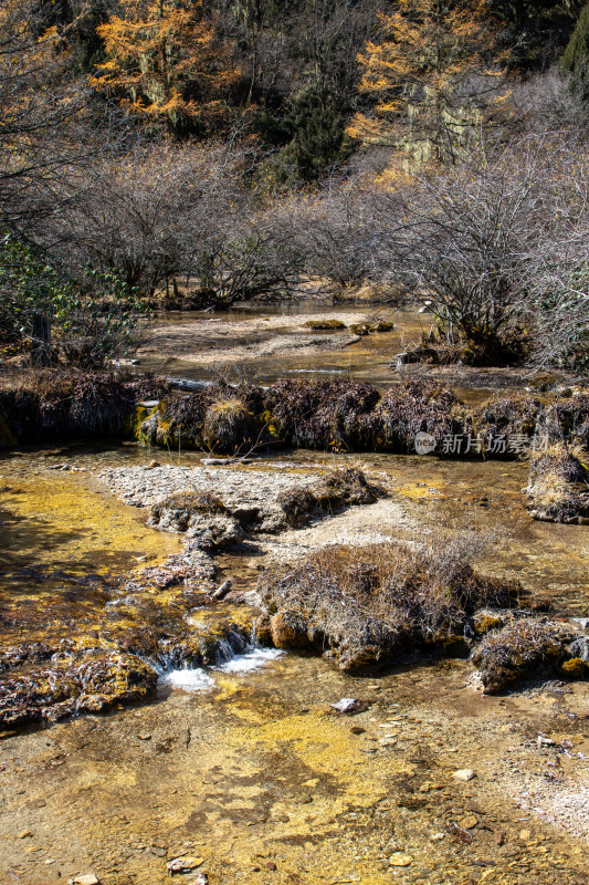 四川阿坝黄龙景区秋日山林静谧溪流