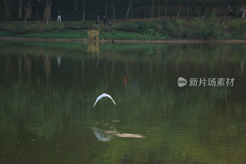 白鹭飞过平静湖面