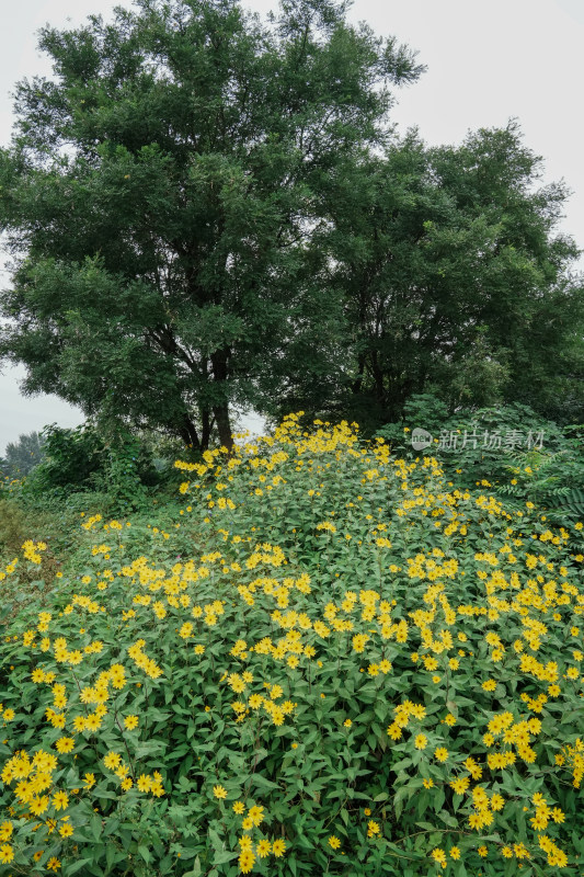 北京圆明园公园盛开的菊花