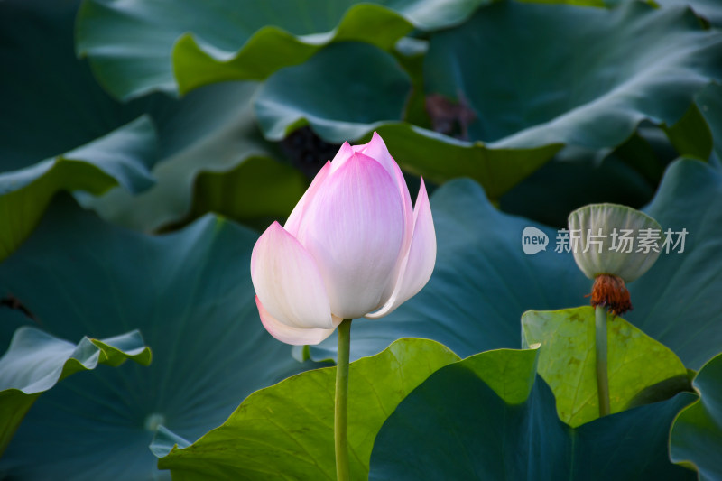 夏日的福州金山公园荷花