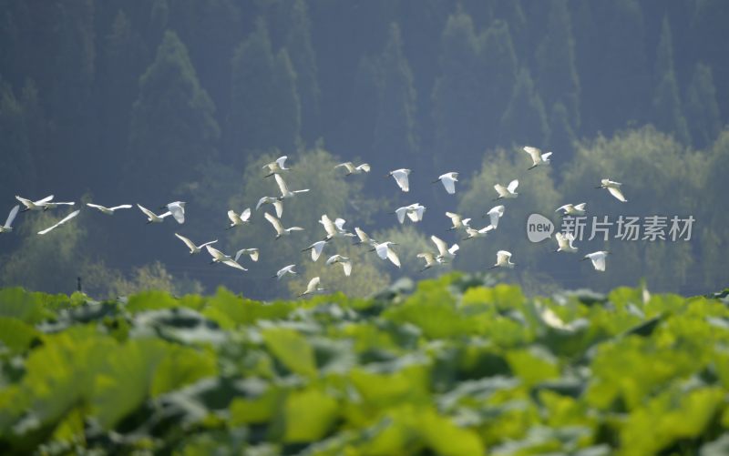 国家湿地公园 长满荷叶的池塘白鹭飞过