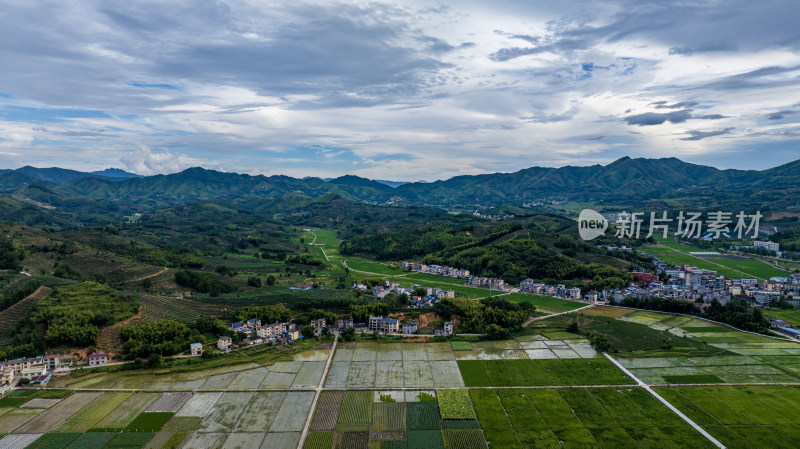 水稻种植基地，大面积的水稻田航拍