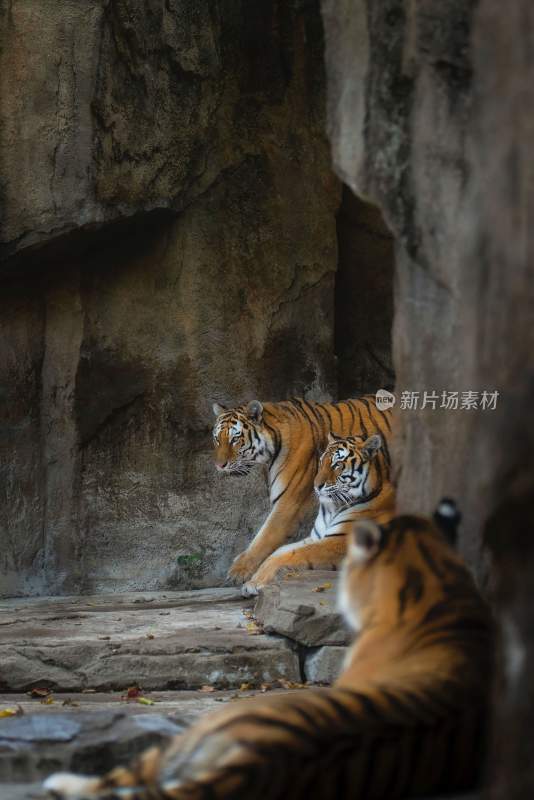 野生动物老虎食肉动物狩猎者