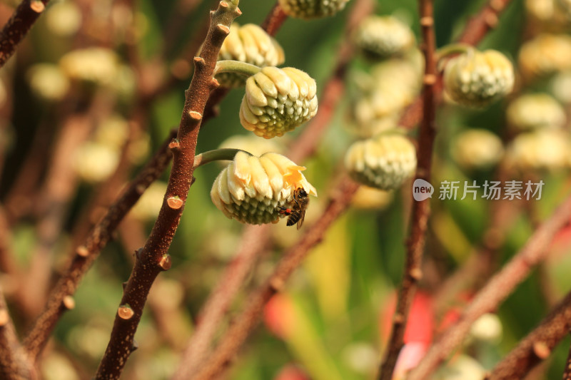 结香花花蕾实拍素材