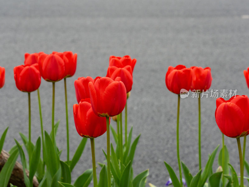 盛开的郁金香花