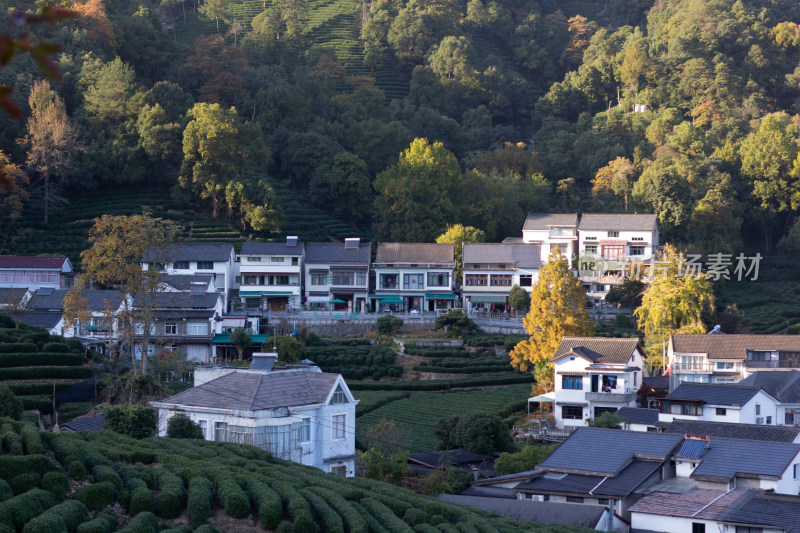 杭州龙井树十里锒铛茶园与民居景致