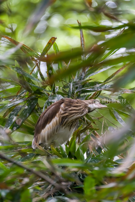 在望丛祠繁衍生息的池鹭