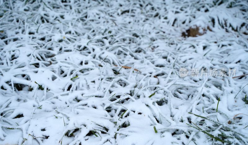 雪地随拍