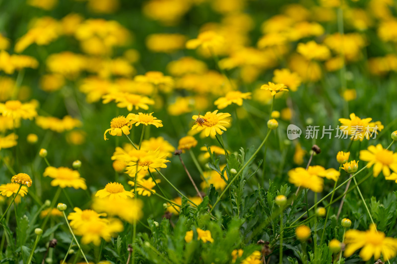 盛开的黄花植物黄金菊