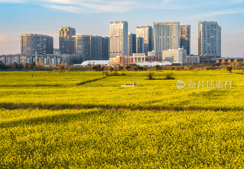 昆明福保村的油菜花