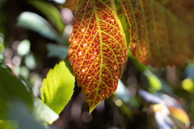 叶子逆光季节变化