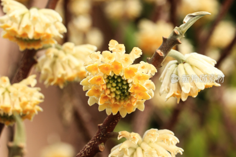 立春时节金黄的结香花盛开