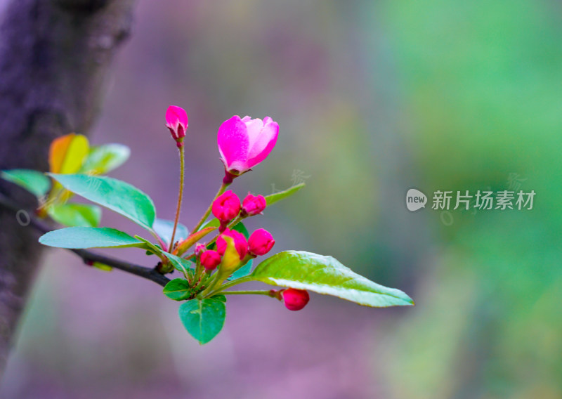 鲜花花朵花卉花树