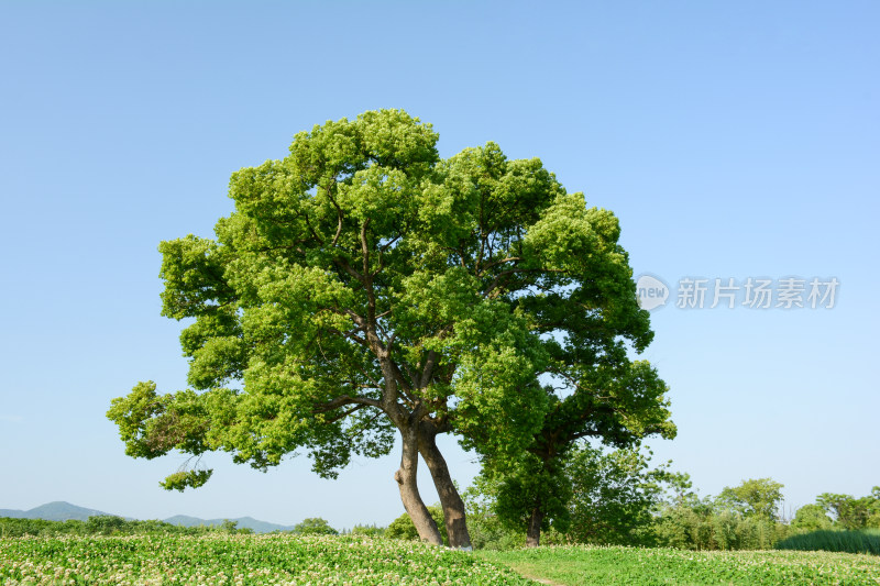 良渚遗址湿地公园风光美景