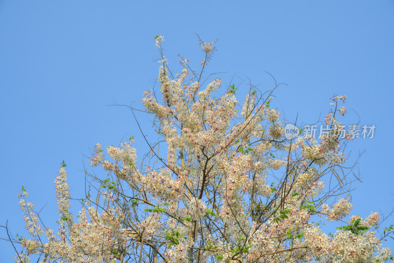 盛开的节荚决明花