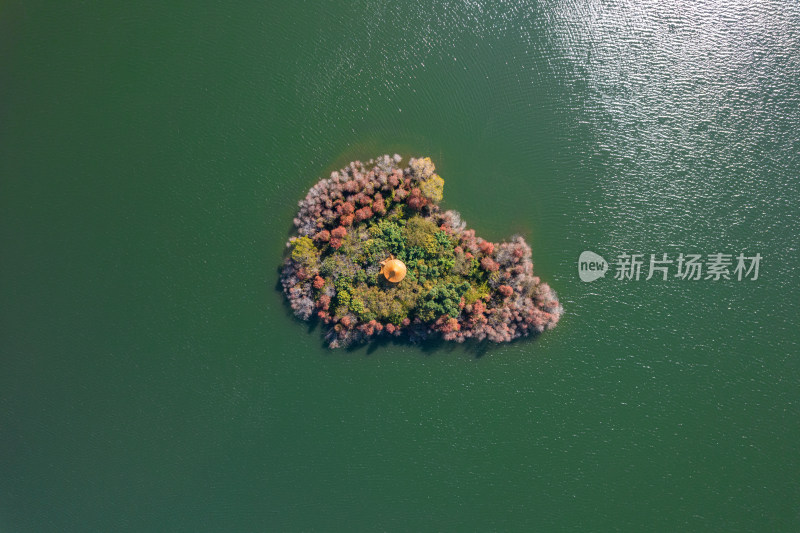 深圳大山陂水库水杉林秋色