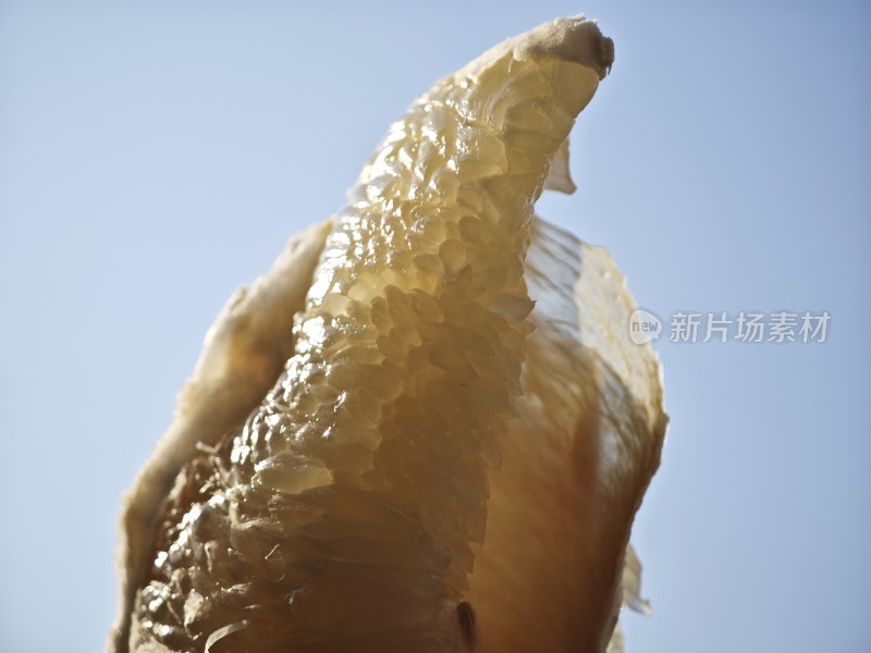 近景特写柚子果肉的饱满多汁