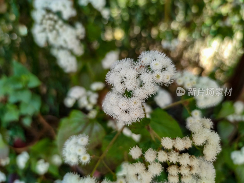 春天鲜花盛开花朵植物摄影图