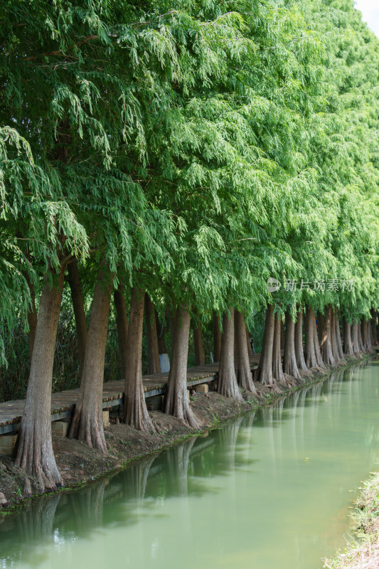 绿意盎然的昆明滇池湿地公园