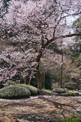 日本，川越喜多院，日式建筑与垂枝樱