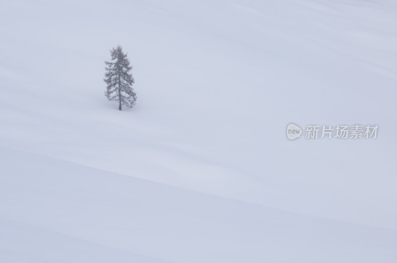 雪地里孤单的一棵松树