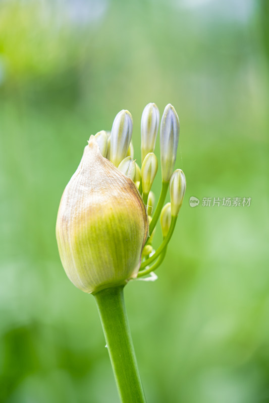 植物百子莲开花特写