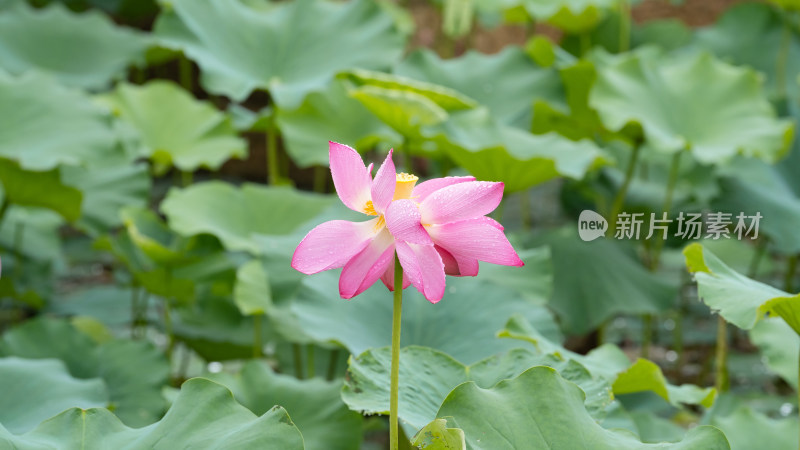 雨后的荷花