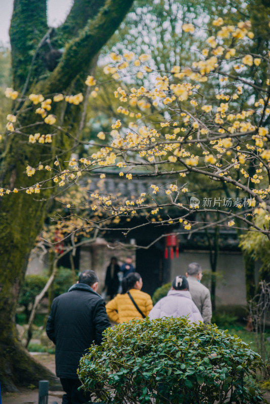 沈园梅花开