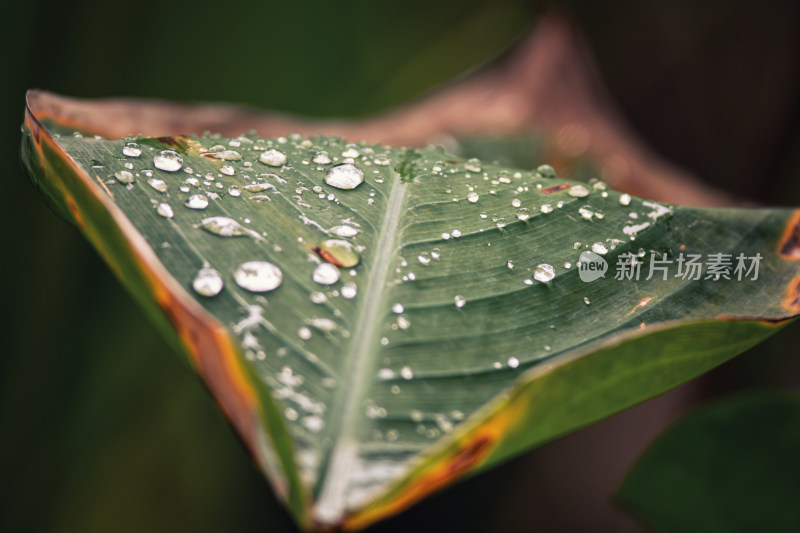 雨后绿叶上的水珠