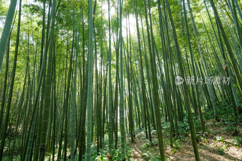 四川宜宾蜀南竹海自然风光