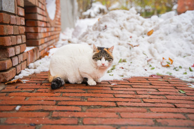 户外猫冬季雪堆地面墙角