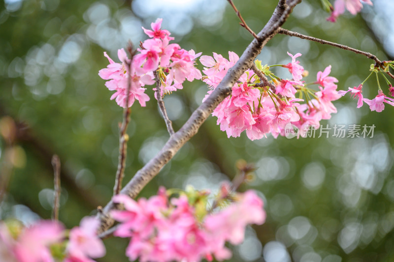 樱花特写拍摄