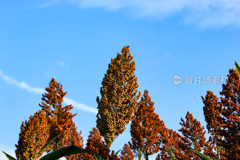 秋天田地里成熟的红高粱