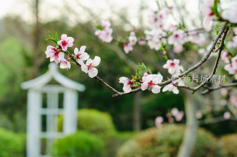 青岛中山公园的桃花盛开