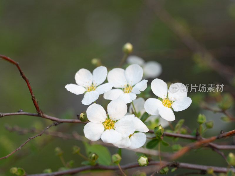 春天的绣线菊小白花特写