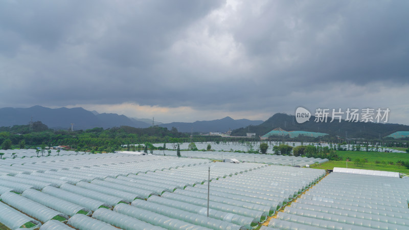 广东新农村大棚种植农业新技术