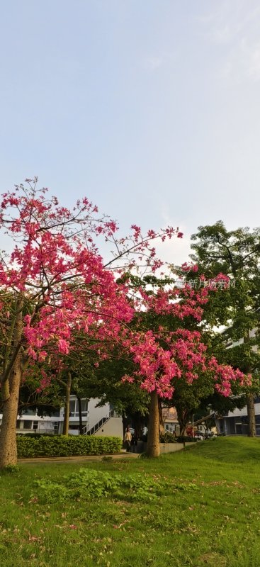 户外盛开粉色花卉与草地景观