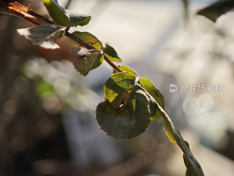 带刺植物上带有枯黄斑点的叶片