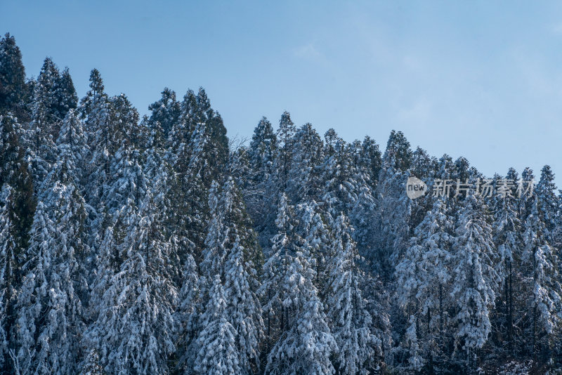 冬天落雪的树林