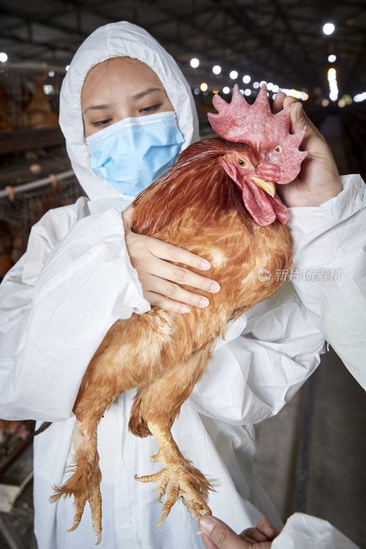 在养鸡场为家鸡检查的年轻饲养员