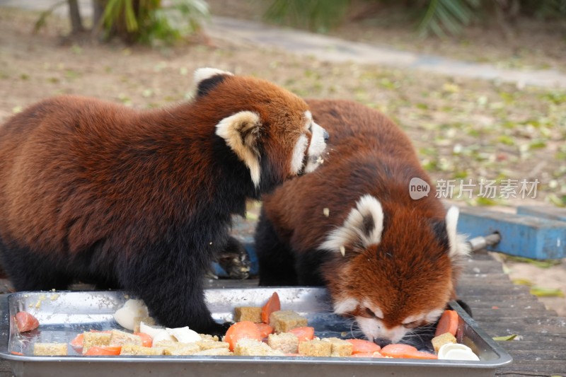 小熊猫进食场景