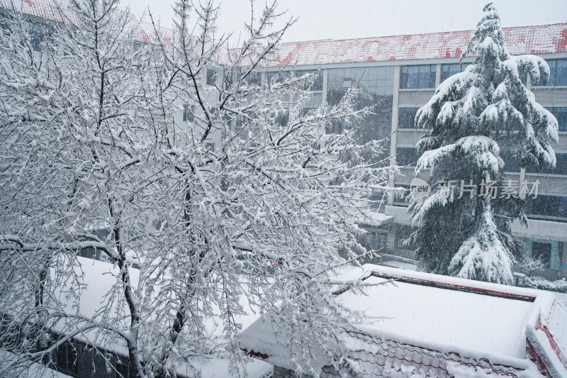 暴雪天银装素裹的树