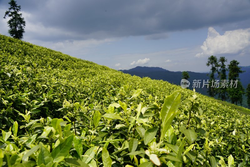 鲜花花朵花卉花树