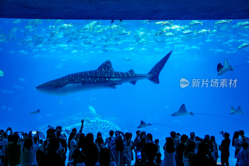 广东珠海长隆海洋王国鲸鲨馆的海洋生物