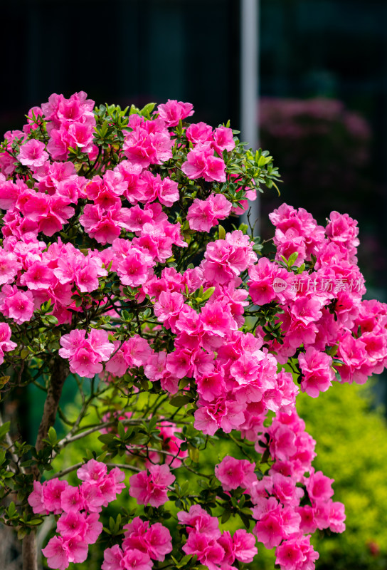 上海植物园杜鹃花盆景花开