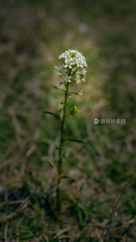 珍珠菜花草植物素材