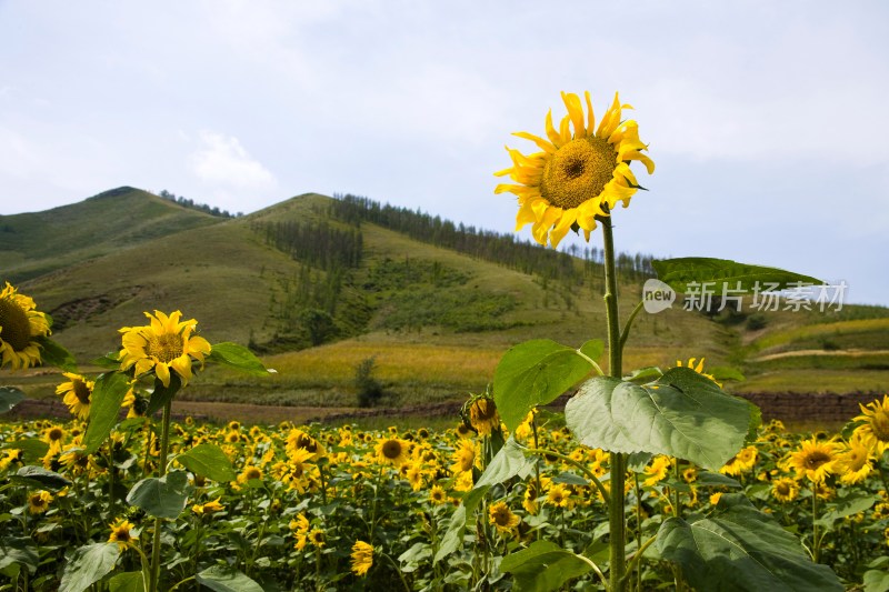 内蒙,坝上,乌兰木统,乌兰木统草原,红山,军马场,草原,草地,