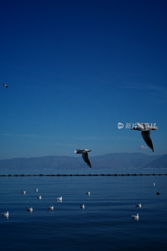 洱海上飞翔与浮游的西伯利亚海鸥